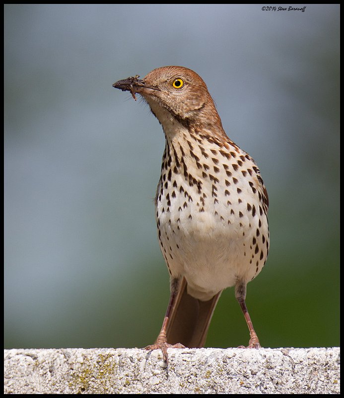 _4SB2565 brown thrasher with insect.jpg